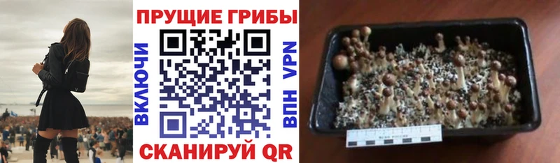 наркота  Кодинск  Галлюциногенные грибы MAGIC MUSHROOMS 